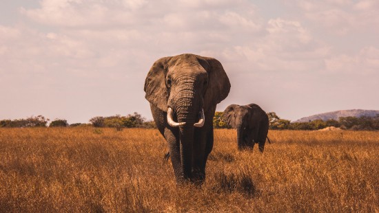 Image best elephant, african elephants, african buffalo, lion, rhinoceros