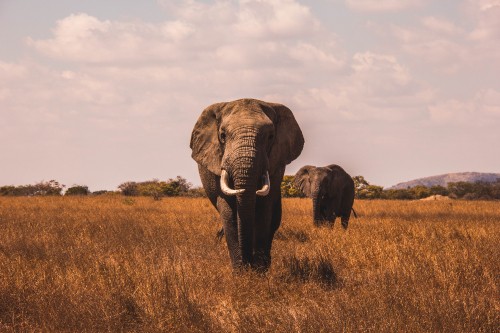 Fondos de Pantalla el Elefante Africano, Imágenes HD el Elefante Africano,  Descargar Imágenes Gratis