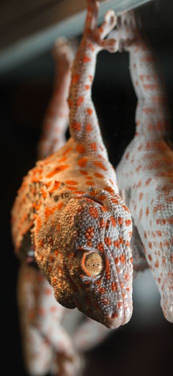 Fermer, Tokay Gecko, Tête, Corps Humain, Lézard. Wallpaper in 1080x2340 Resolution