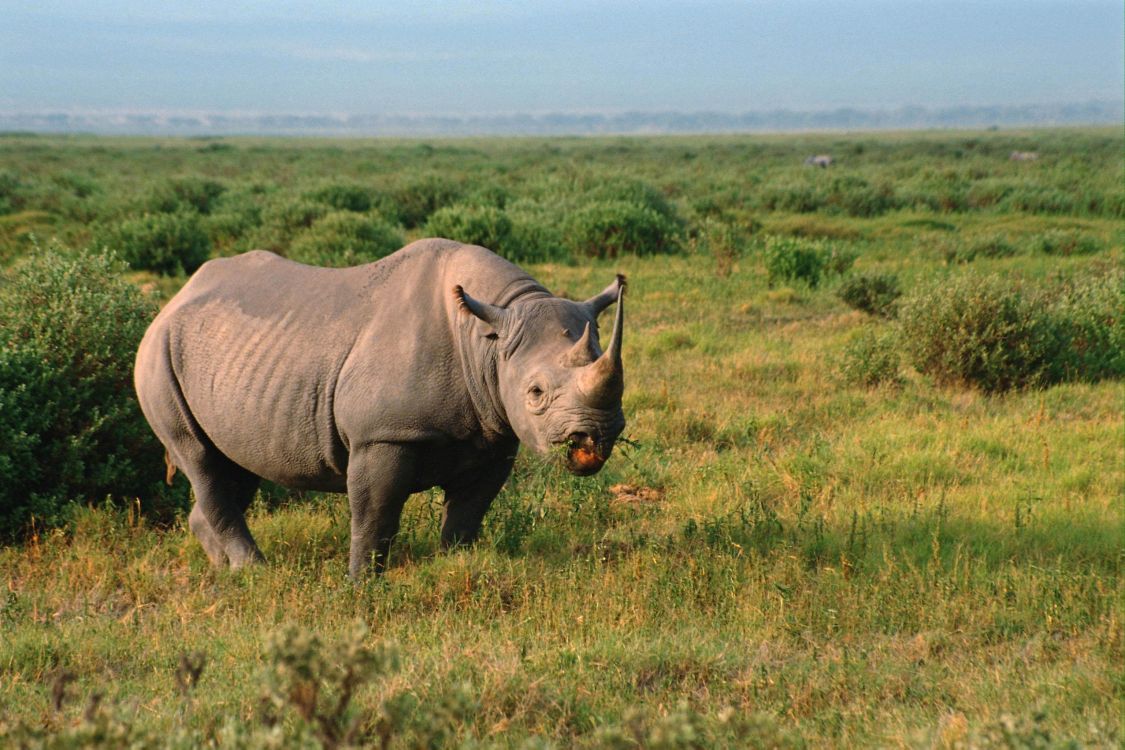 Brown Rhinoceros on Green Grass Field During Daytime. Wallpaper in 3072x2048 Resolution
