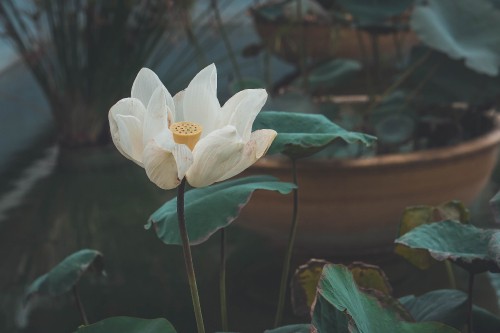 Image white flower with green leaves