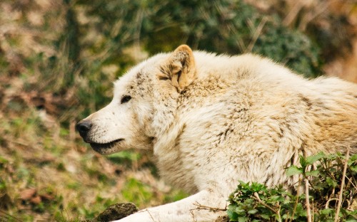 Image white wolf lying on ground during daytime