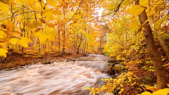 Image natural environment, nature, autumn, animated film, leaf