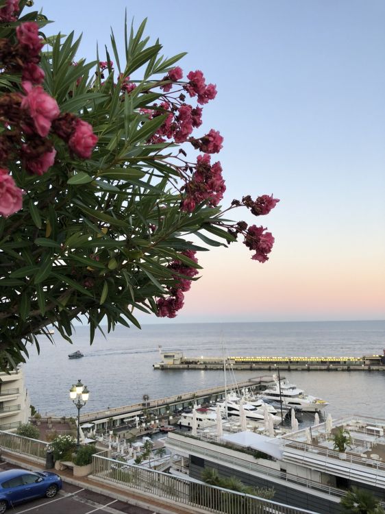 显花植物, 科学, 物理学, 生物学, 品红色 壁纸 1536x2048 允许