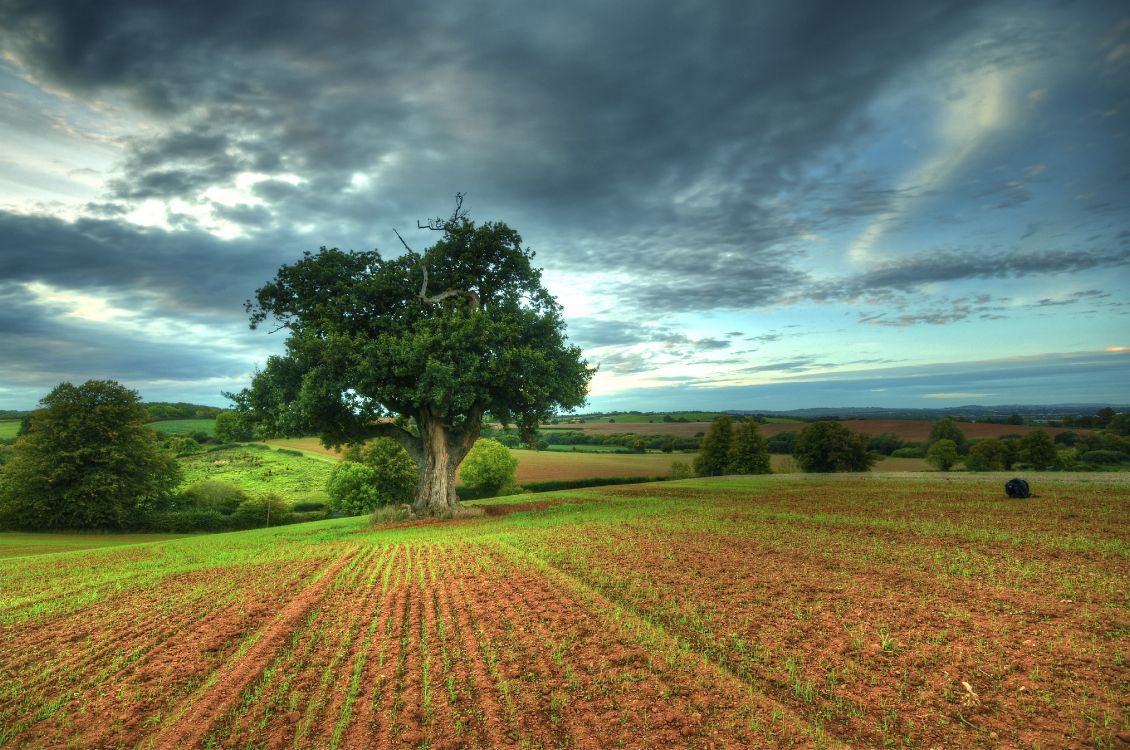 green tree on brown field under blue sky during daytime