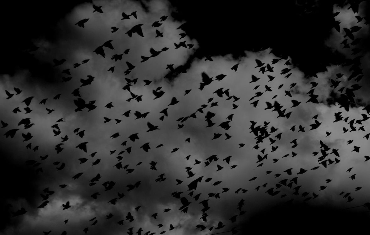 Volée D'oiseaux Volant Dans le Ciel. Wallpaper in 2588x1646 Resolution