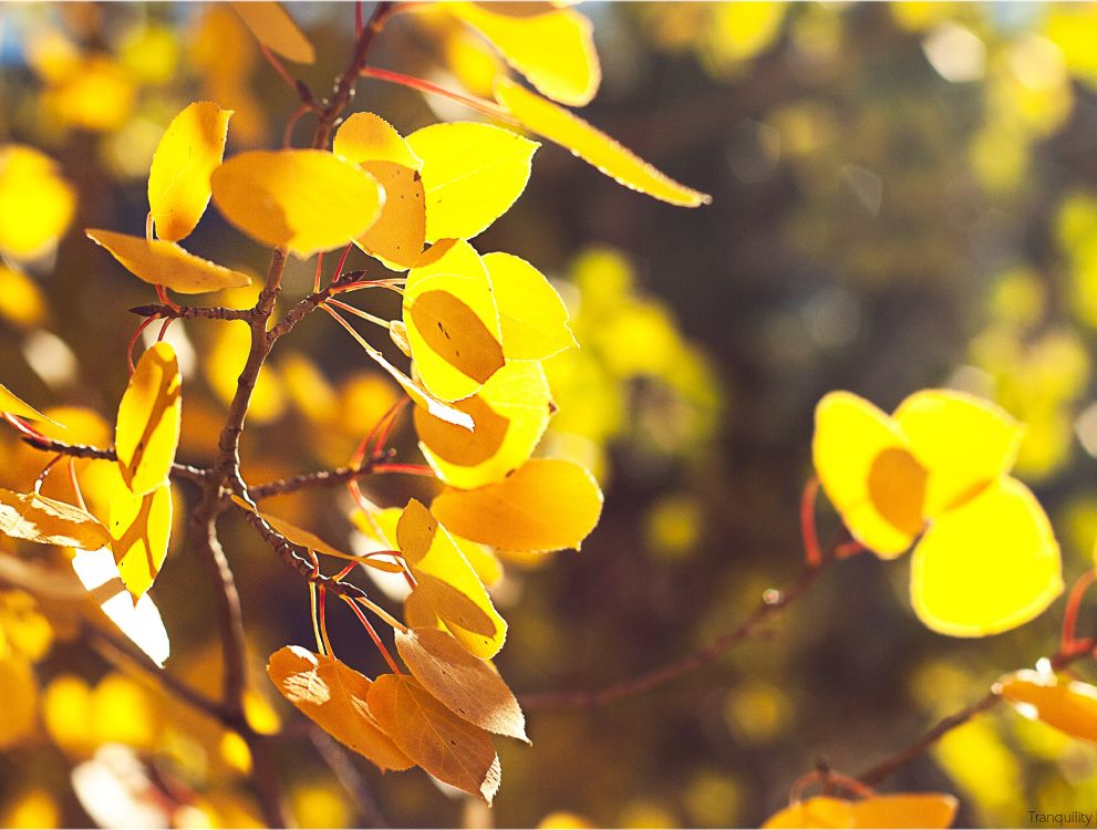 Feuilles Jaunes Sur Une Branche D'arbre Brune. Wallpaper in 3045x2303 Resolution