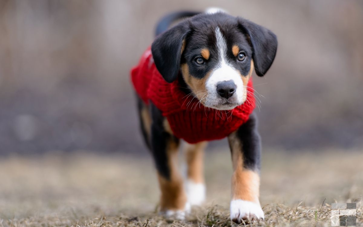 dog, dog breed, appenzeller sennenhund, bernese mountain dog, entlebucher mountain dog