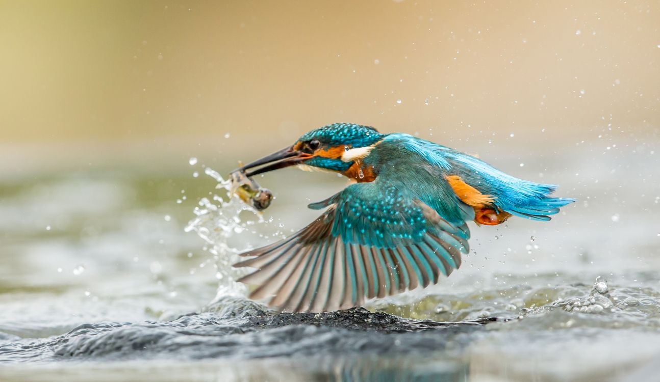 blue and green bird on water