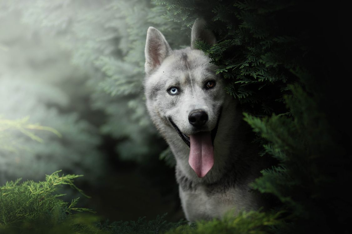 赫斯基, 品种的狗, Saarloos那只狼狗, 小狗, 那只狼狗 壁纸 6000x4000 允许