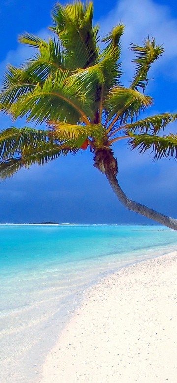 Image palm tree on white sand beach during daytime