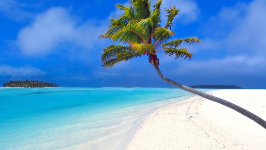 Image palm tree on white sand beach during daytime