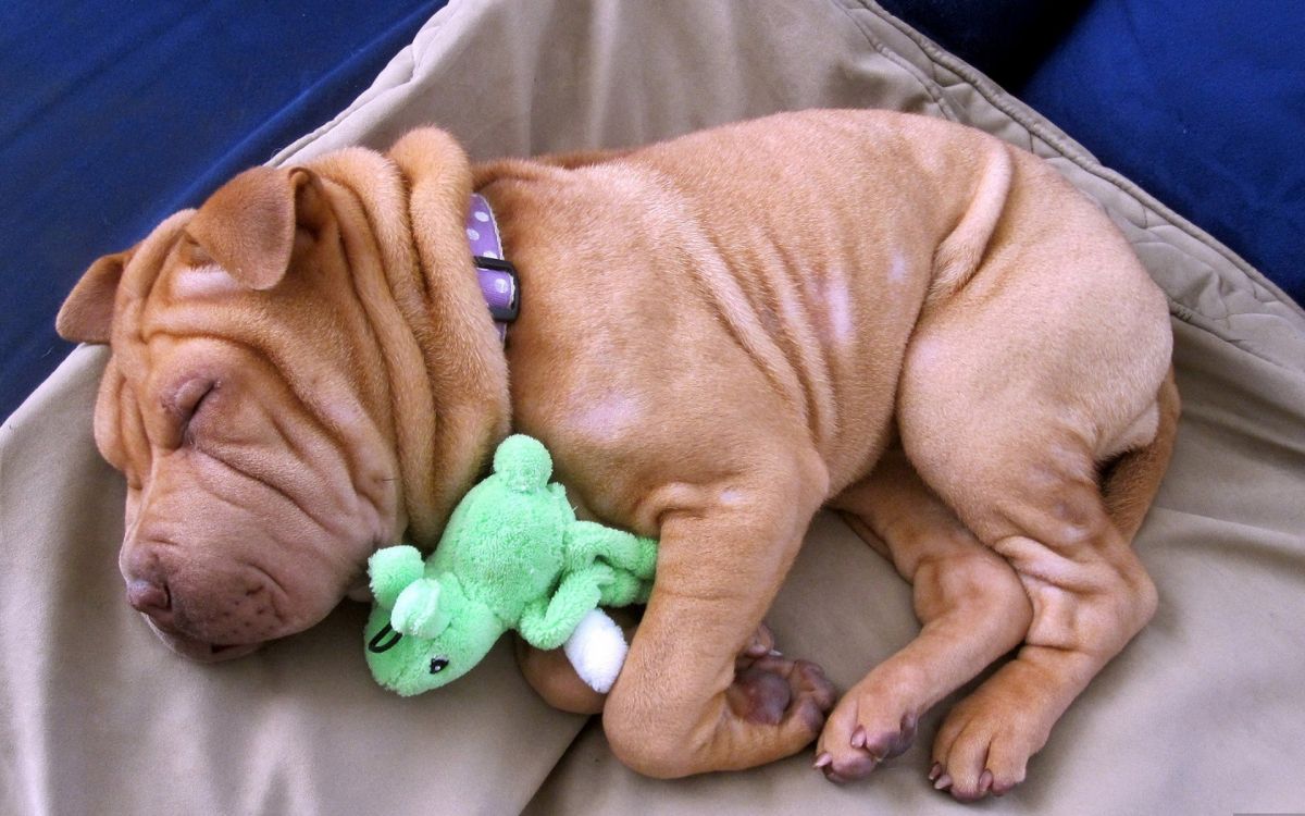 brown short coated dog lying on gray textile