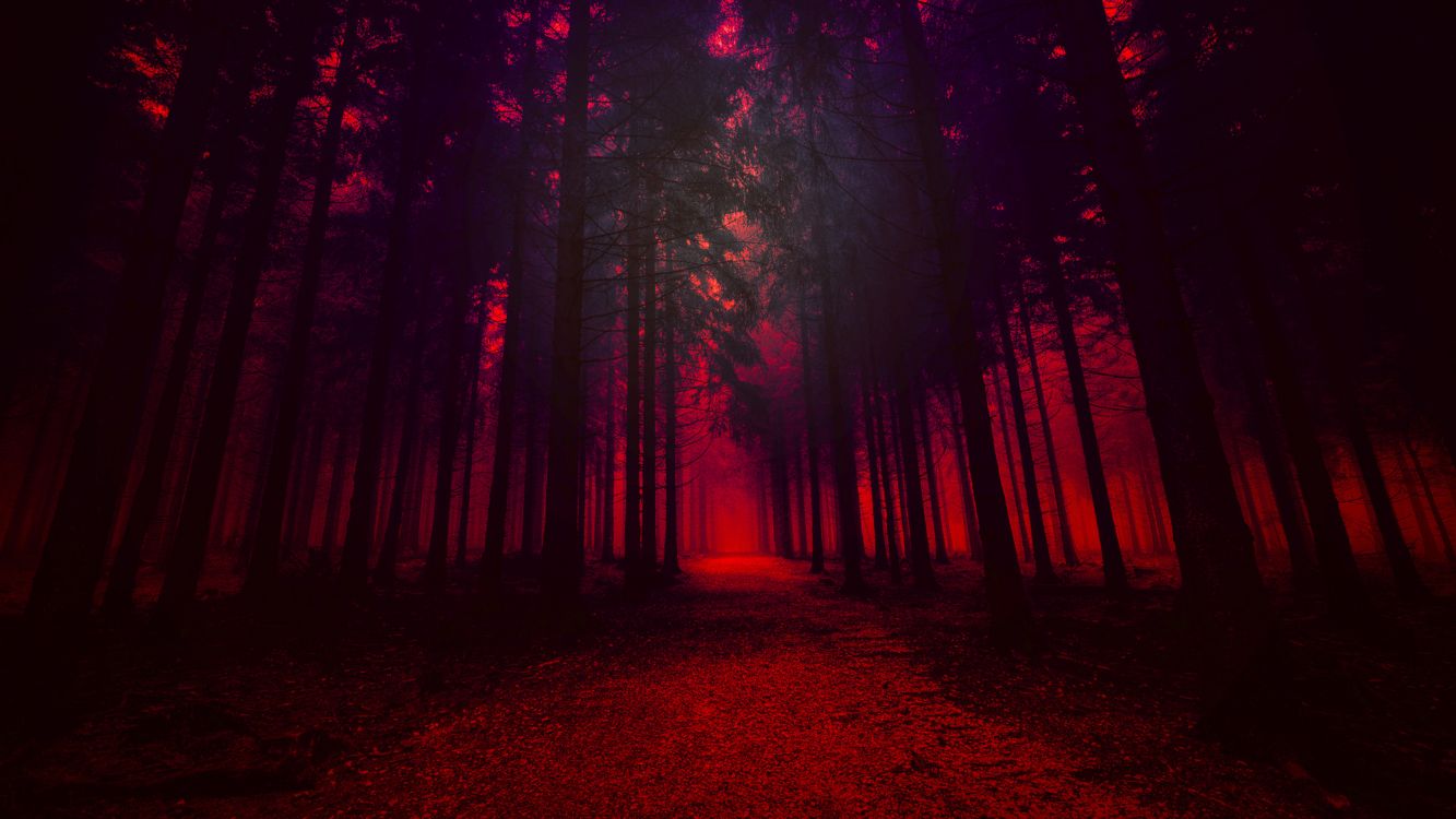 Sentier Dans Les Bois Pendant la Nuit. Wallpaper in 3840x2160 Resolution