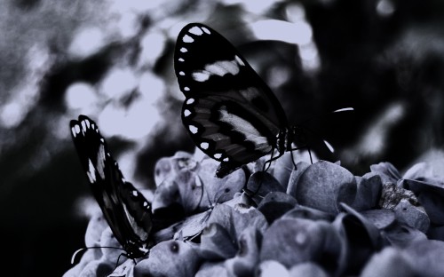 Image black and white butterfly on gray stones in grayscale photography