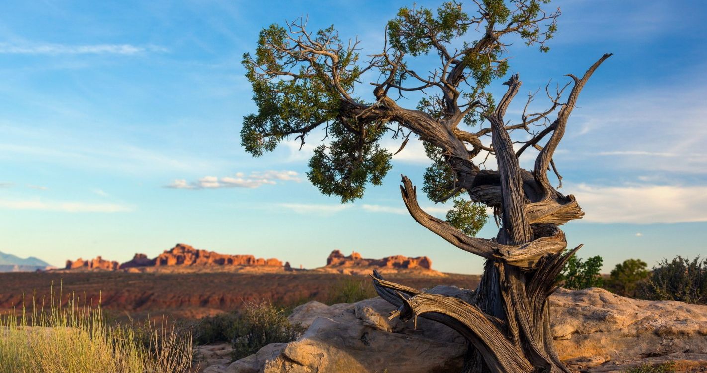 Tronco de Árbol Marrón en Campo Marrón Durante el Día. Wallpaper in 4096x2160 Resolution