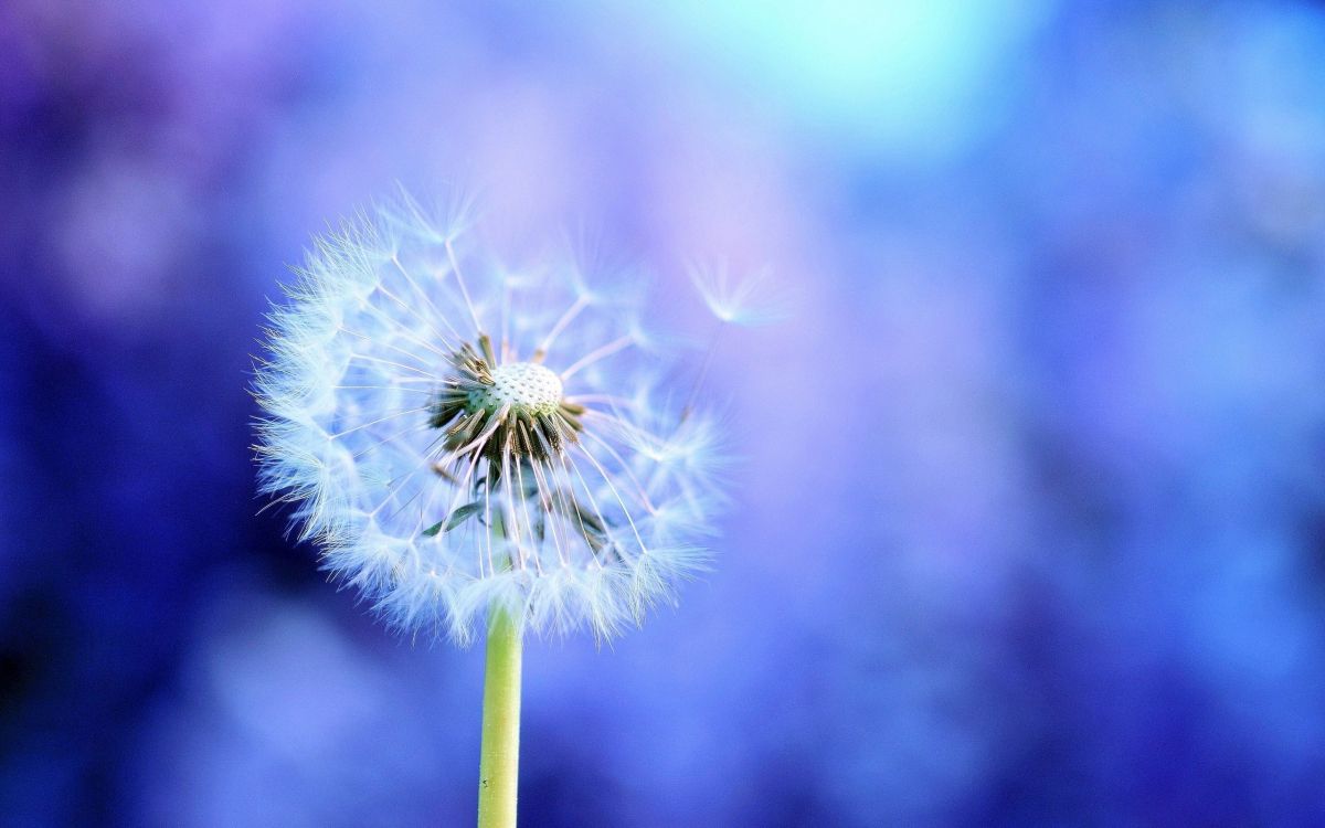 Purple Dandelion in Close up Photography. Wallpaper in 2560x1600 Resolution
