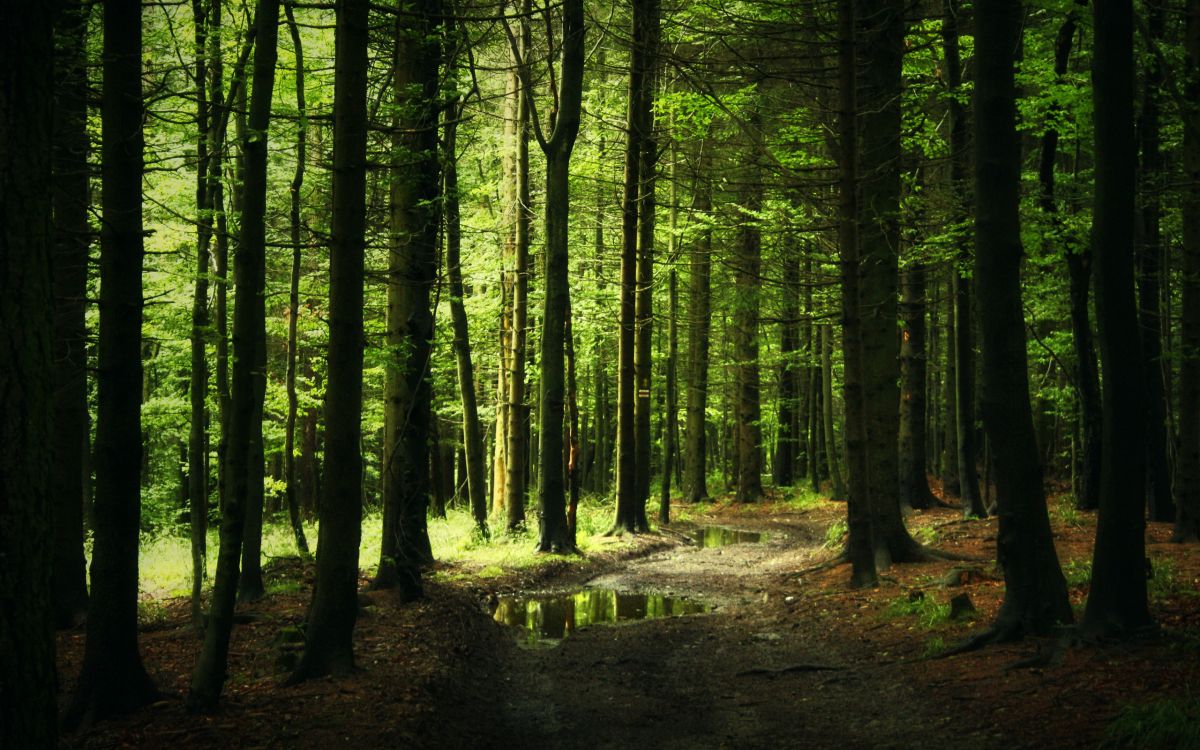 Arbres Verts Sur la Forêt Pendant la Journée. Wallpaper in 2560x1600 Resolution