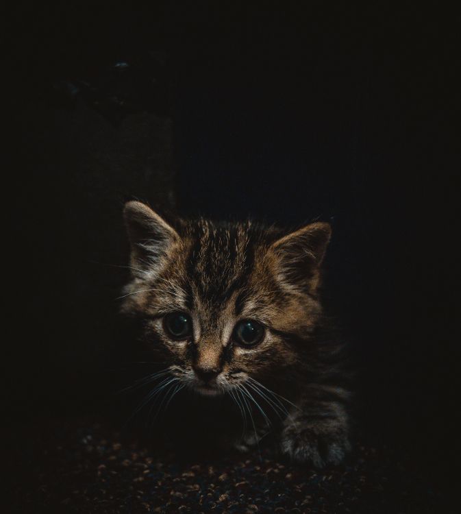 Chaton Tabby Brun Sur Une Surface Noire. Wallpaper in 3685x4103 Resolution