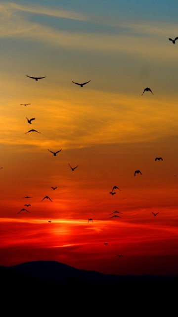 Image birds flying sunset, birds, sunset, Flock, flight
