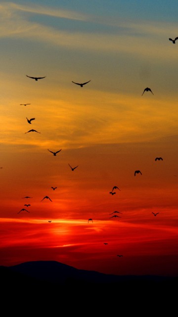 Image birds flying sunset, birds, sunset, Flock, flight