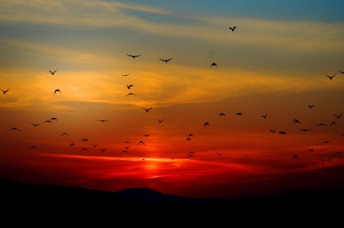 Image birds flying sunset, birds, sunset, Flock, flight