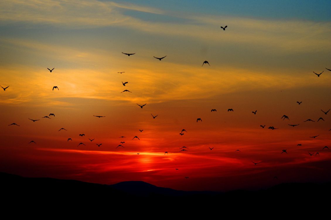 Vögel Fliegen Sonnenuntergang, Birds, Sonnenuntergang, Herde, Flug. Wallpaper in 4949x3283 Resolution