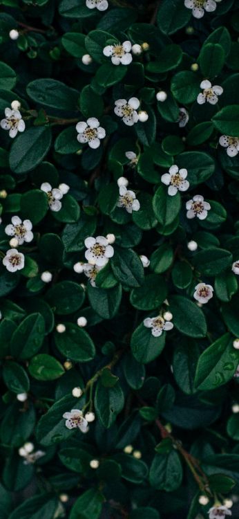 Tom Oswald, Raya Tres, Pétalo, Planta Terrestre, la Cubierta Vegetal. Wallpaper in 1080x2340 Resolution