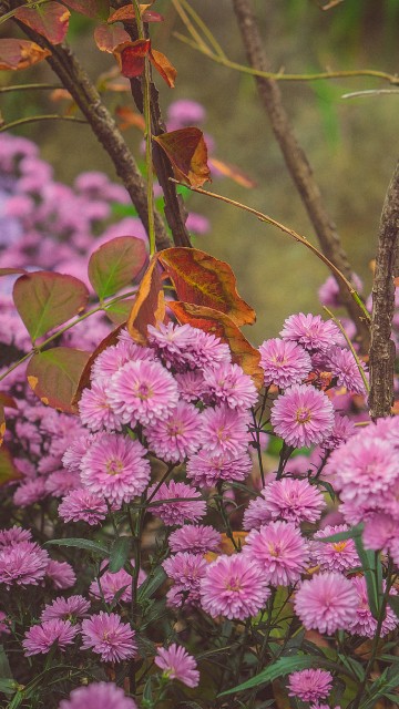 Image pink flowers with green leaves
