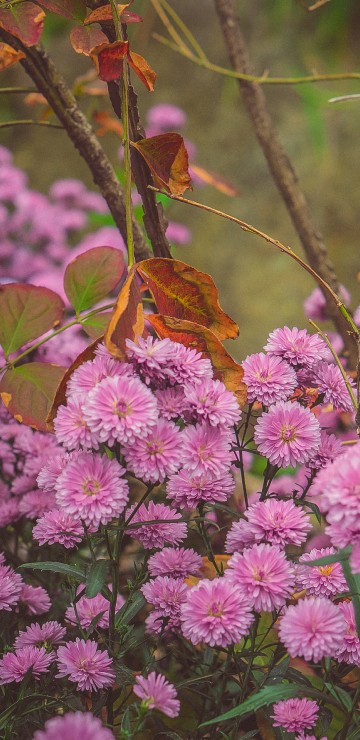 Image pink flowers with green leaves
