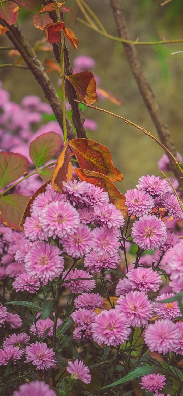 Image pink flowers with green leaves