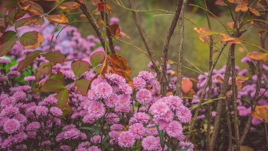 Image pink flowers with green leaves