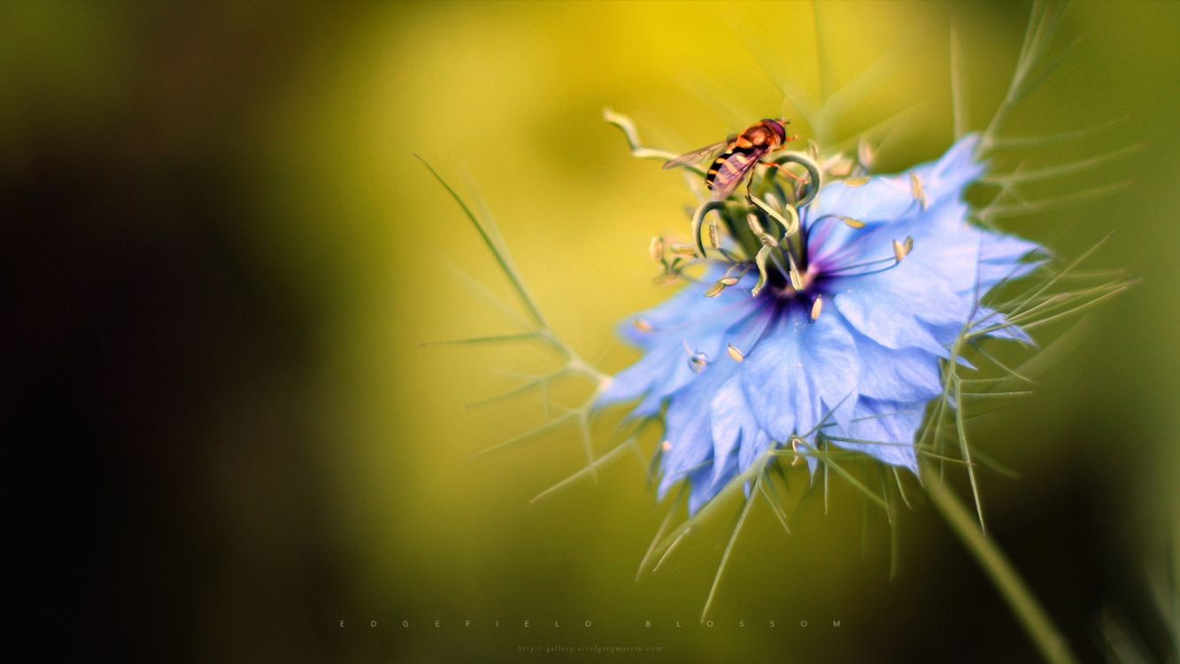 blue flower with yellow and black bee