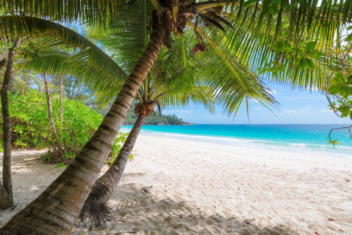 Coconut Tree on White Sand Beach During Daytime. Wallpaper in 8000x5339 Resolution