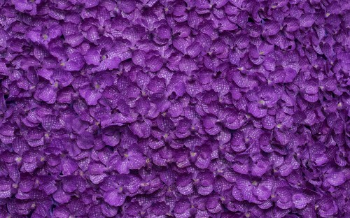 Image purple flower buds in close up photography