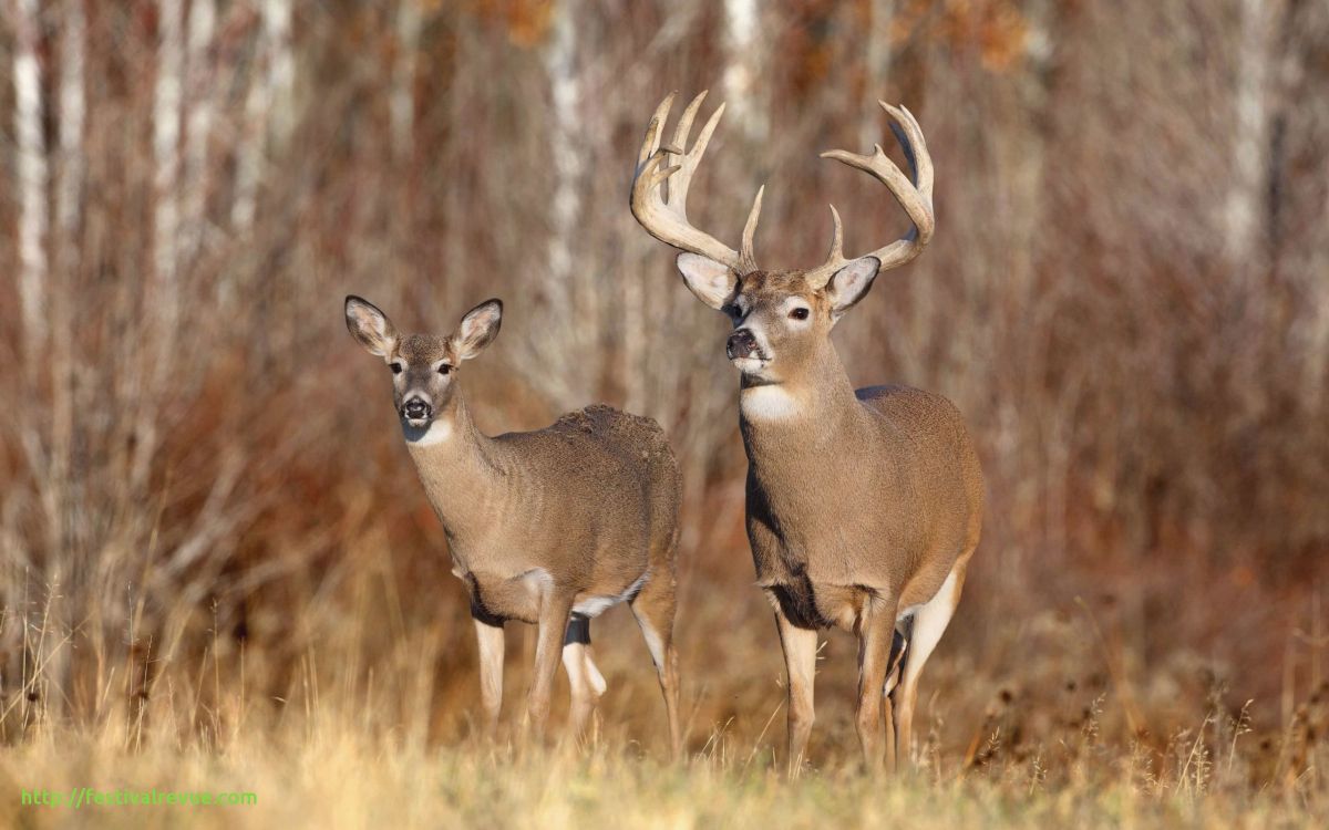 brown deer on brown grass during daytime