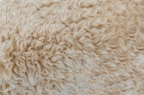 Image white fur textile in close up photography