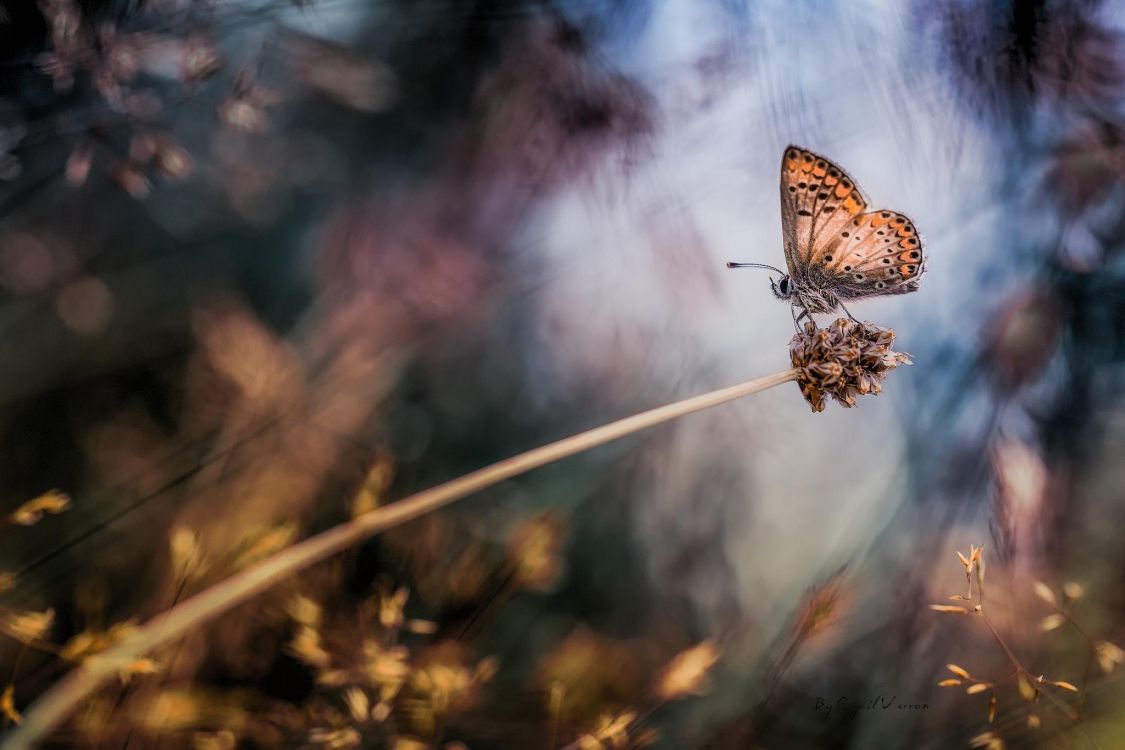 brown and white butterfly perched on white stick in close up photography during daytime