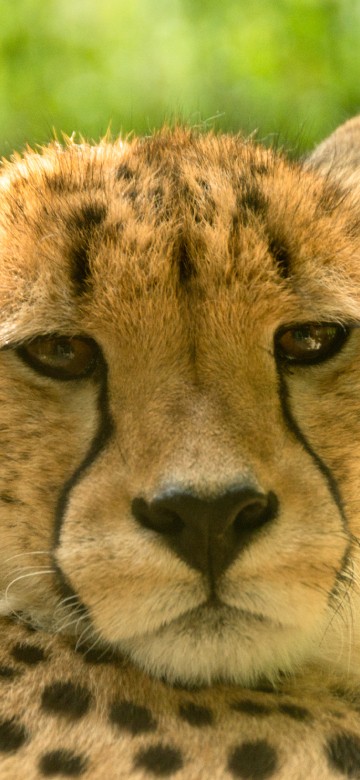 Image cheetah on green grass during daytime