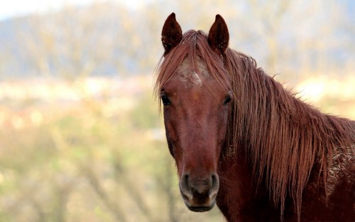 Image brown horse in close up photography during daytime