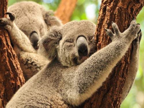 Image koala bear on brown tree branch