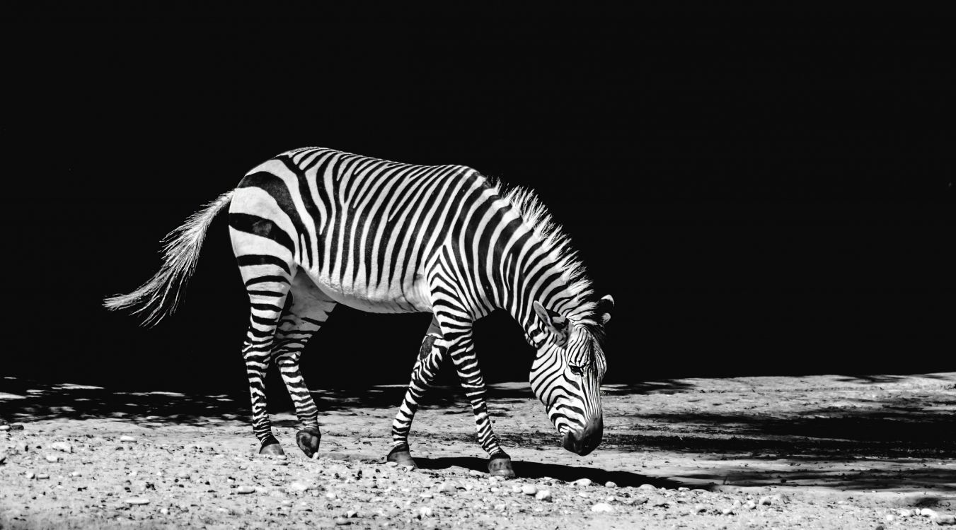 Black and White Zebra Illustration. Wallpaper in 2382x1322 Resolution