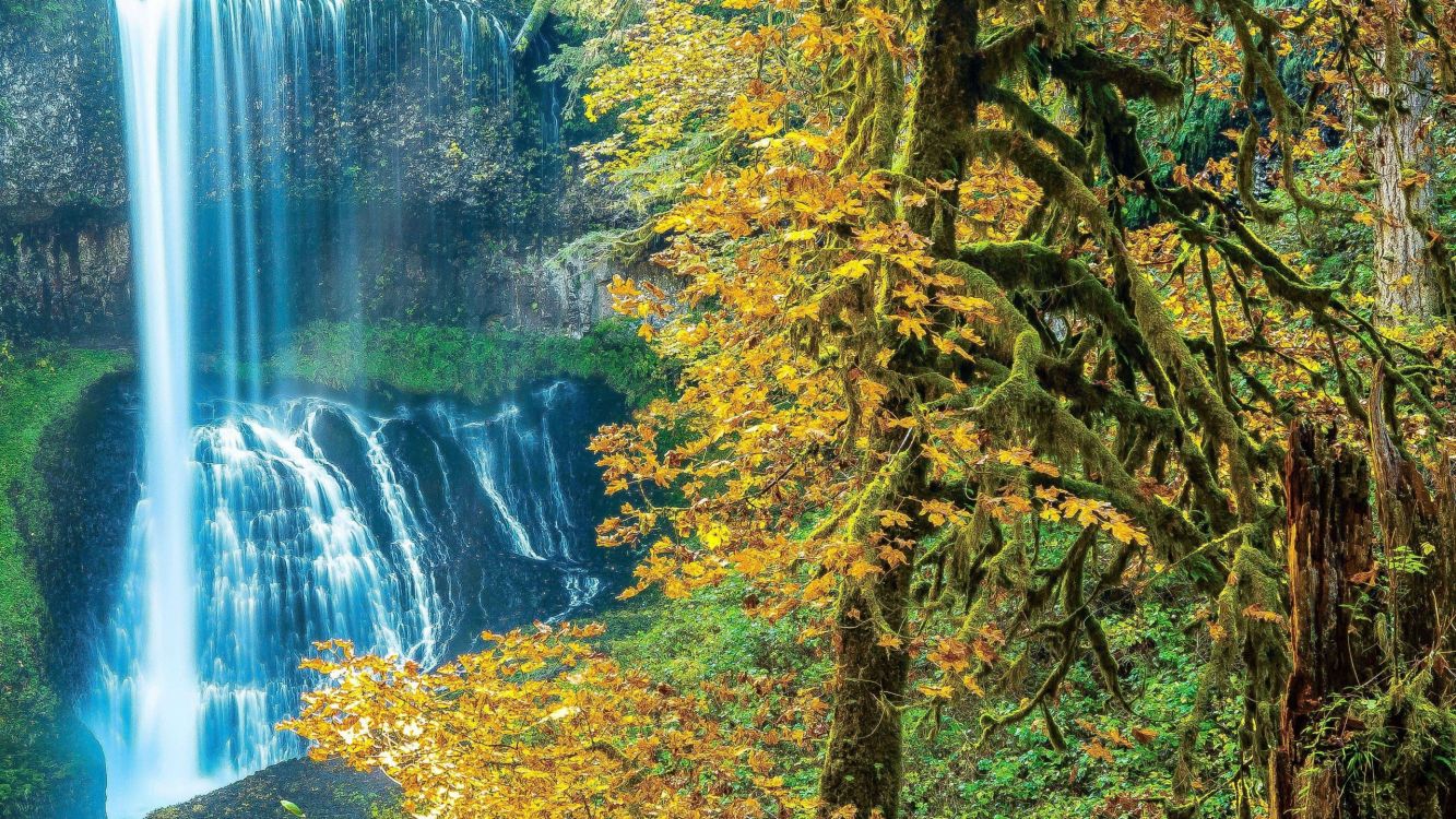 green trees beside river during daytime