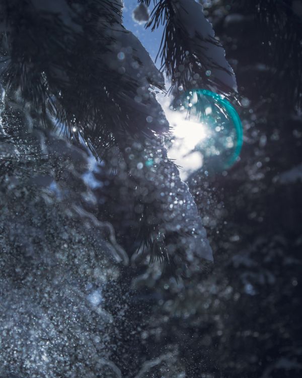 反射, 空间, 森林, 天空 壁纸 3385x4231 允许