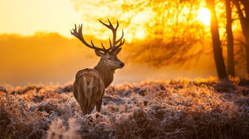 Image brown deer on brown grass during daytime