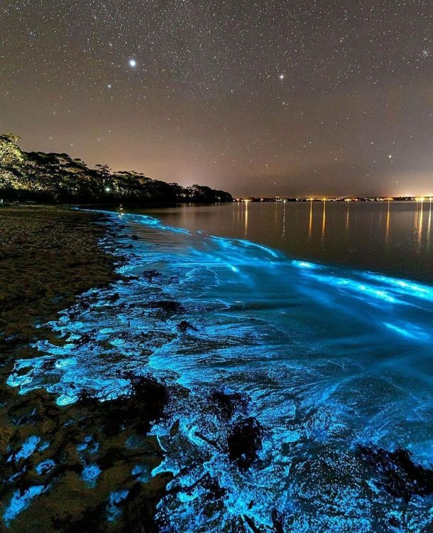 Biolumineszierender Ozean, Meer Funkeln, Biolumineszenz, Jervis Bay, Meer. Wallpaper in 1080x1326 Resolution
