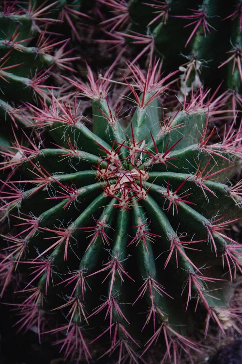 green cactus plant in close up photography