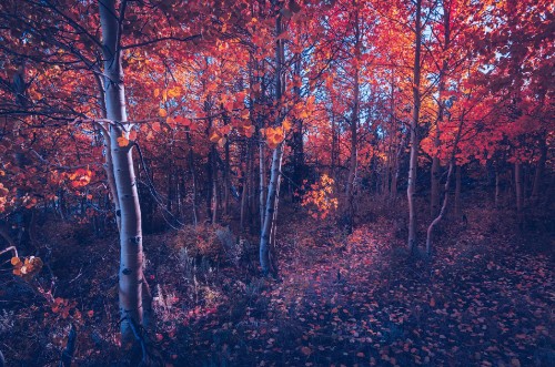 Image woodland, tree, nature, red, natural landscape