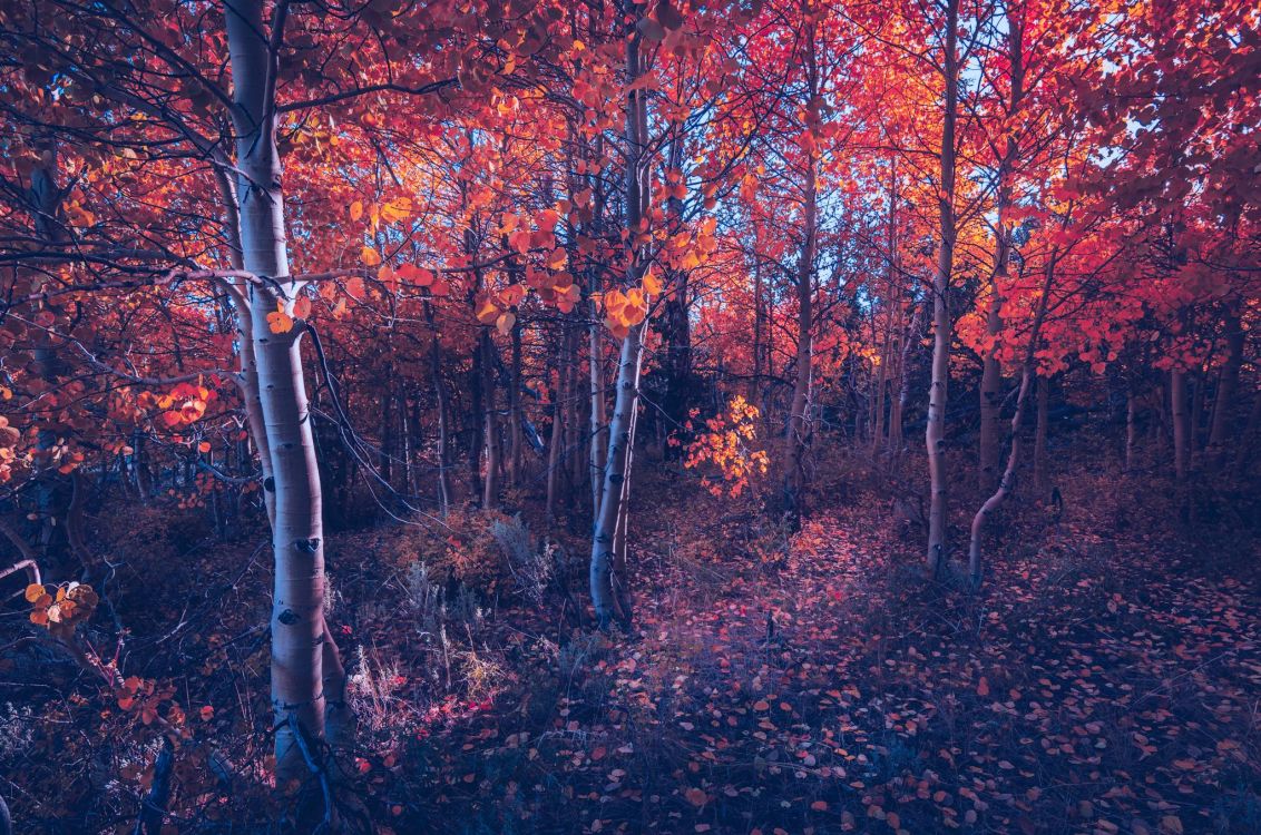 woodland, tree, nature, red, natural landscape