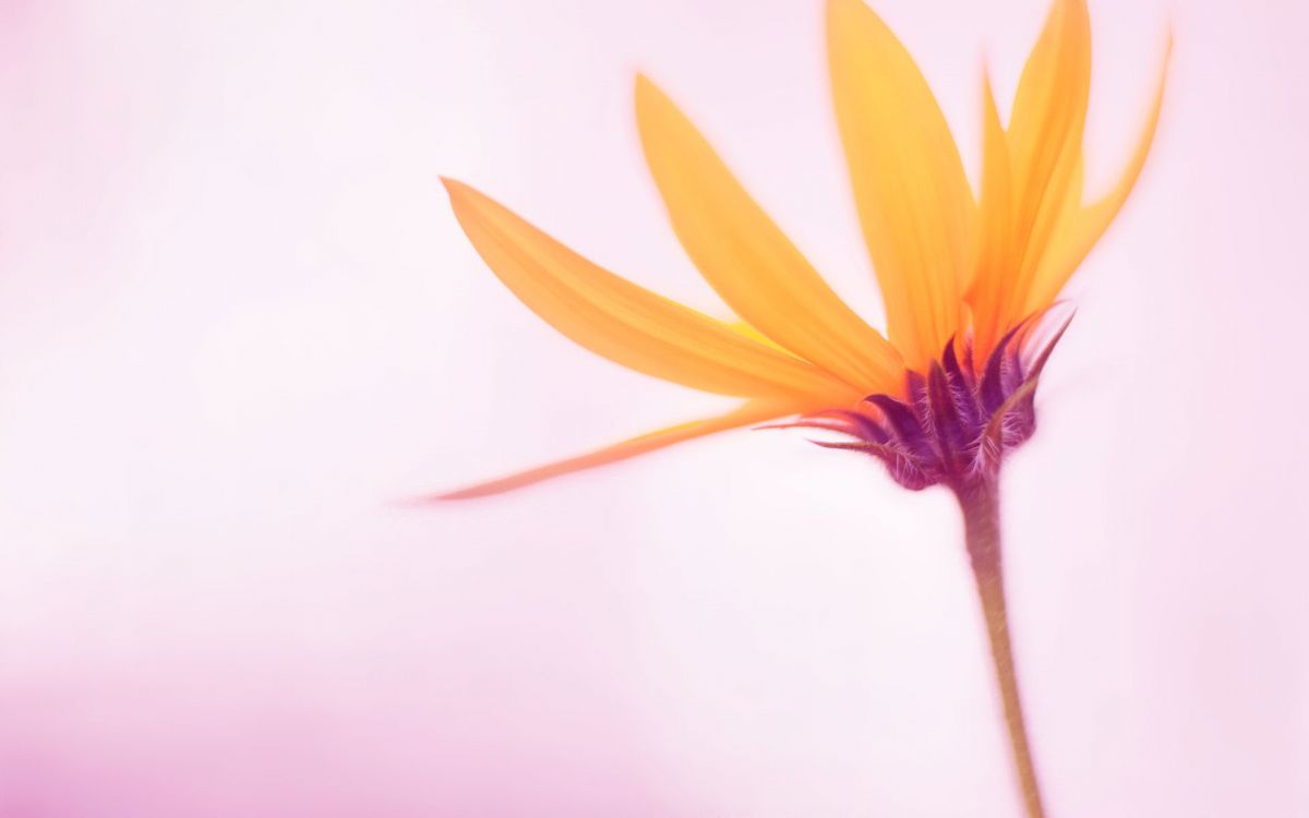 Windows, Windows10, Windows8, Microsoft Windows, Windows8 1 壁纸 1920x1200 允许